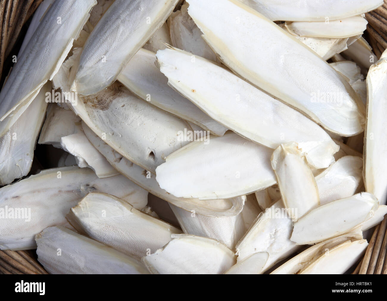 cuttlebone collection of cuttlefish Stock Photo