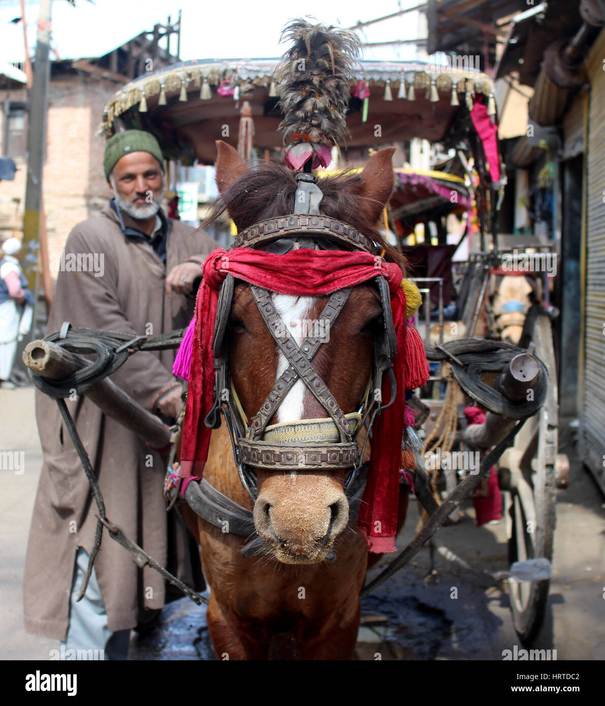 A Tonga or tanga is a light carriage or curricle drawn by horse used for transportation in Indian occupied Kashmir. They have a canopy over the carriage with a single pair of large wheels.The passangers reach the seats from the rear while the driver sits in front of the carriage.Some space is availabe for baggage. This is often used to carry hay for the horses.Tanga were popular before the advent of automobiles and are still in use in some parts of Indian occupied Kashmir.Hence Tonga became culture of kashmir.The culture of the Tanga is disappearing due to the speed of modern transportation an Stock Photo