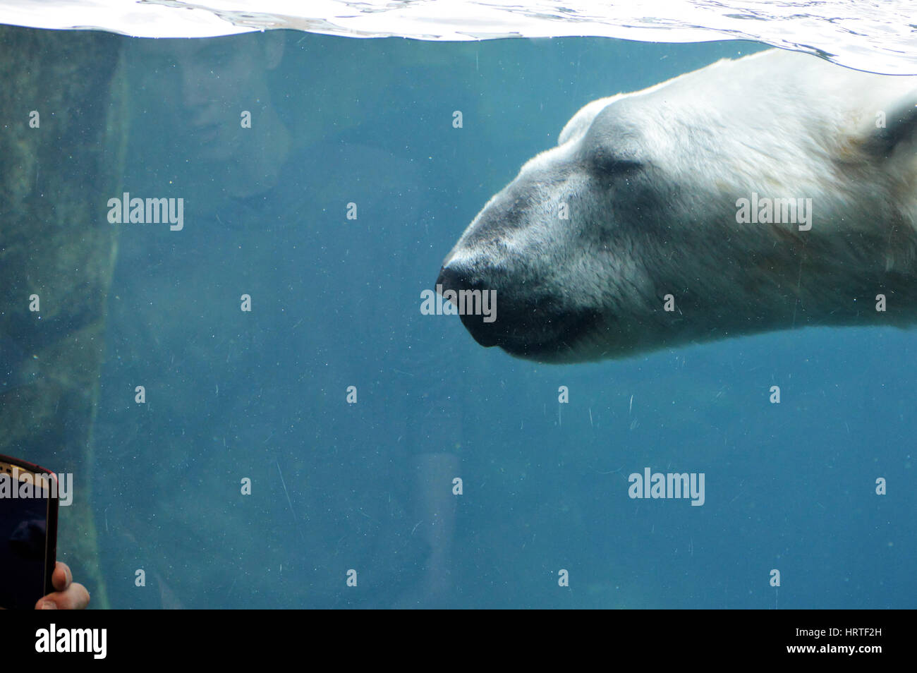 Bear face hi-res stock photography and images - Page 43 - Alamy
