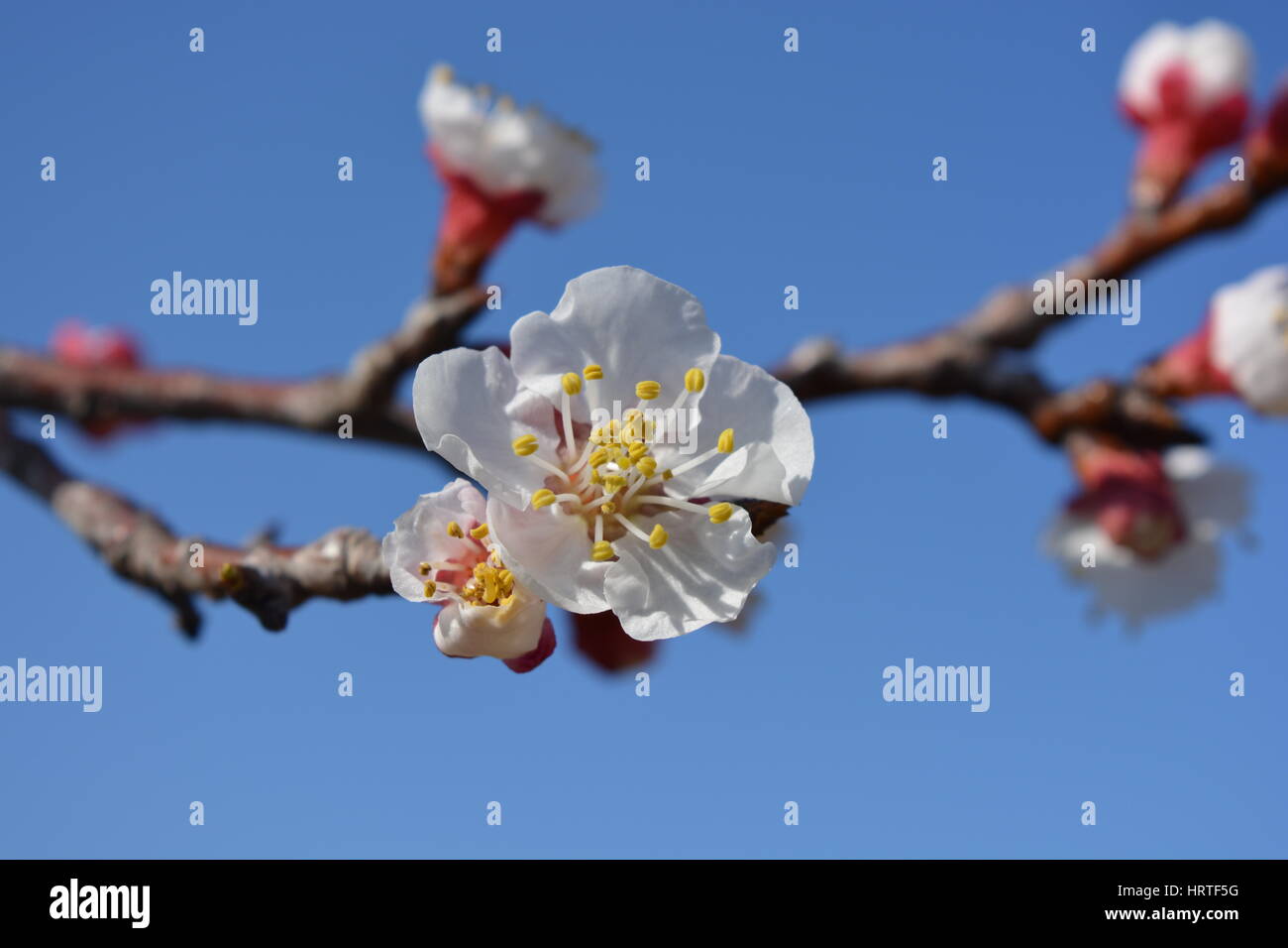 Apricot blossom, Prunus armeniaca, against blue sky Stock Photo