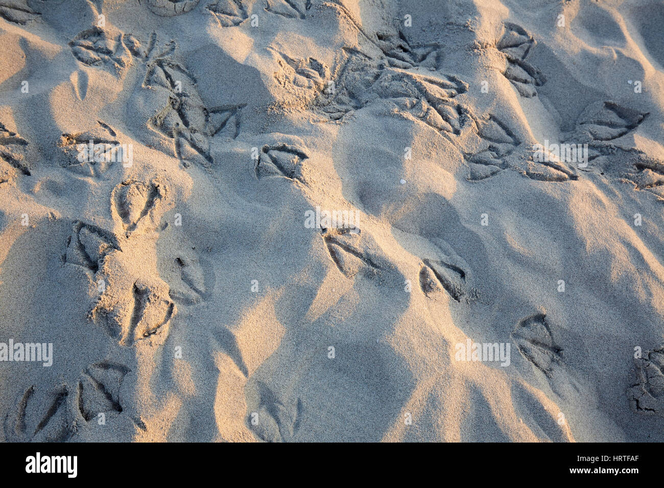Footprints of seagulls on the beach, Sardinia, Italy Stock Photo