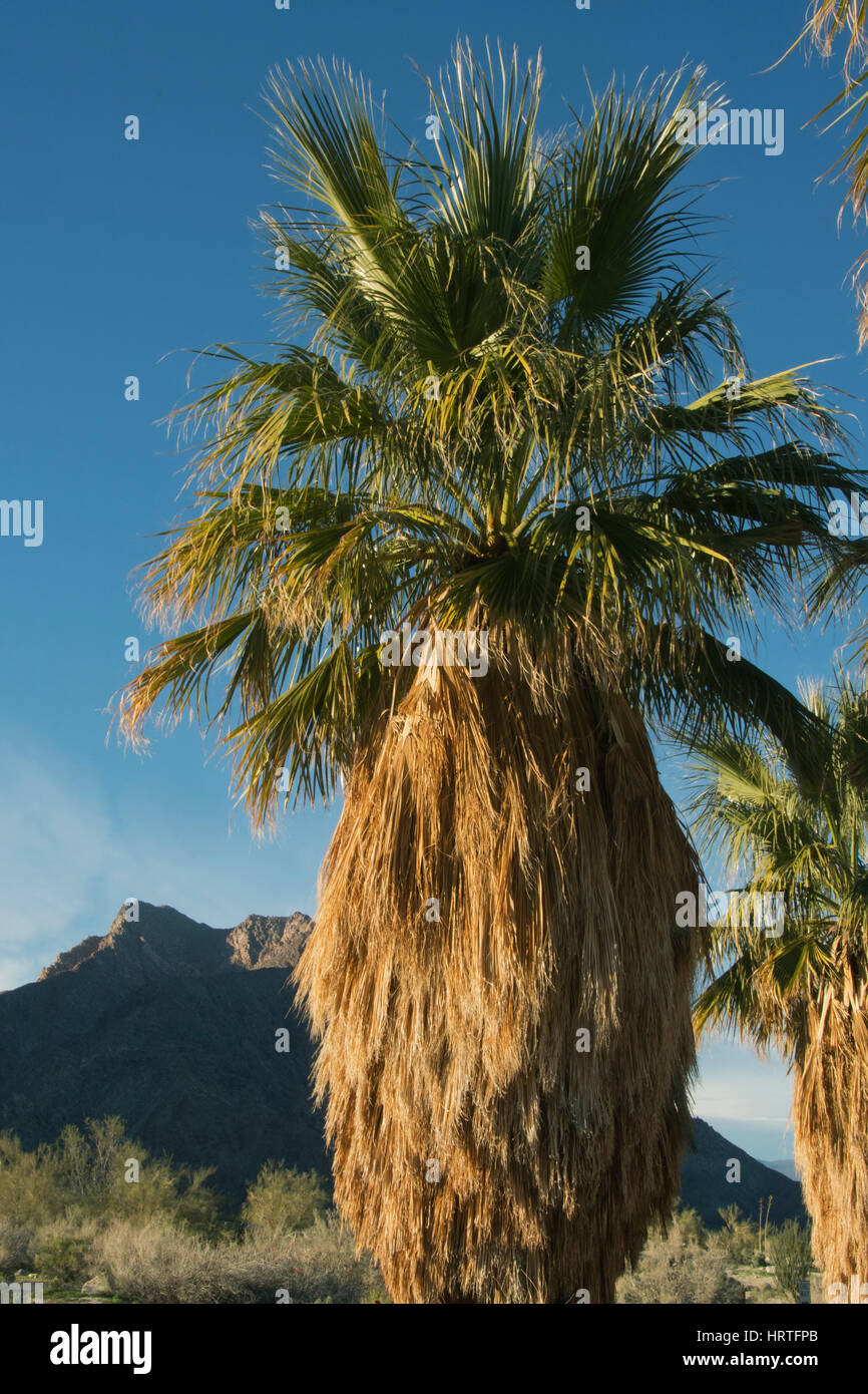 California Fan, Palms, (Washingtonia filifera) Native palm of California desert, Anza Borrego Desert State Park, California, dawn Stock Photo