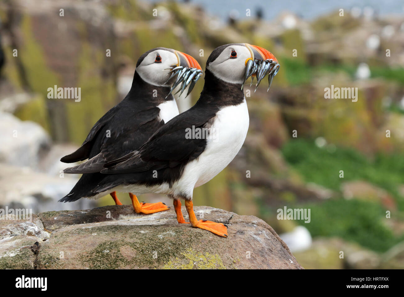 Atlantic Puffin, Fratercula arctica with lesser sand eels also called sand lance, Ammodytes tobianus, Farne islands, Northumbria, UK. Stock Photo