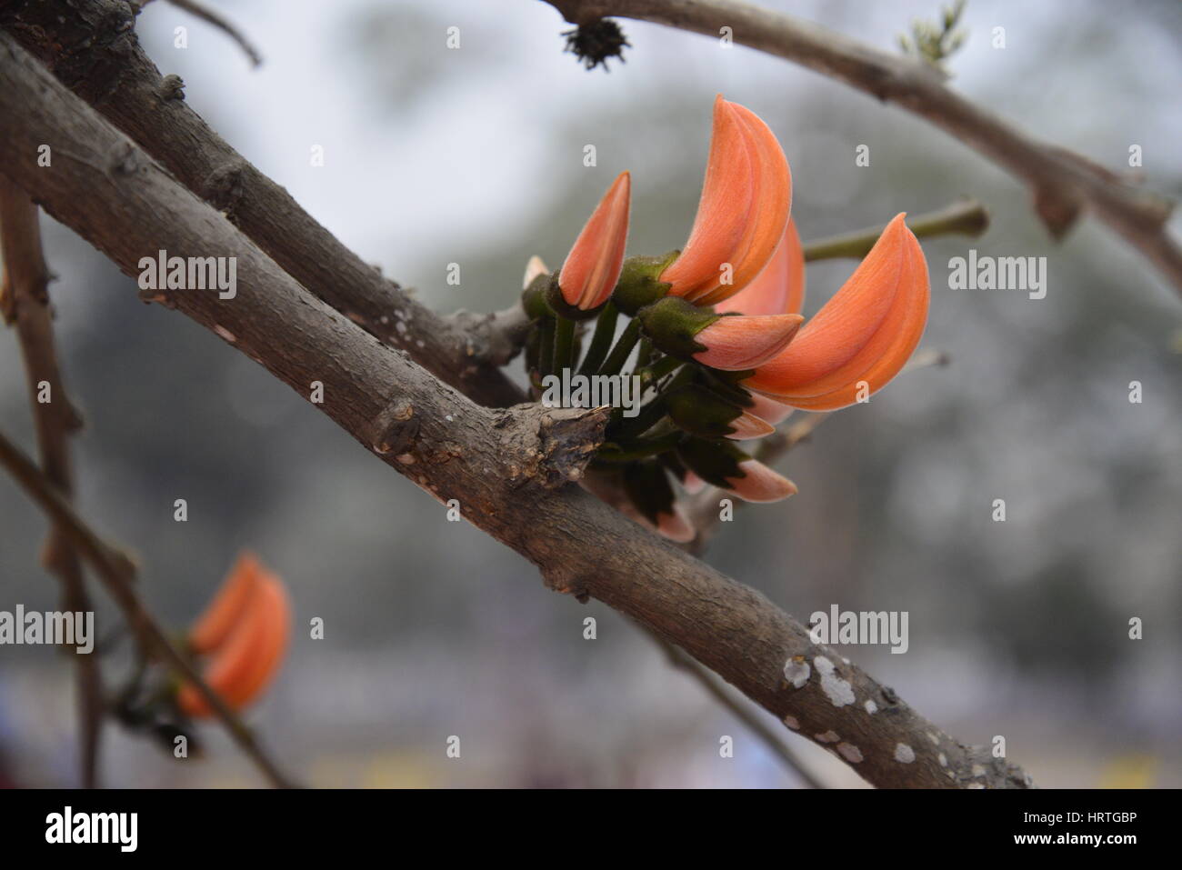 Butea Monosperma, also known as “Flame of the forest” is in full bloom