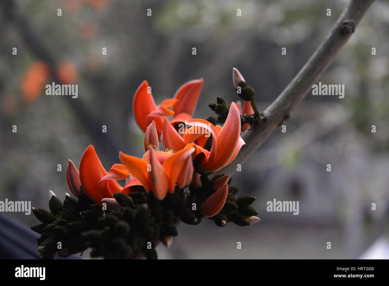 Butea Monosperma, also known as “Flame of the forest” is in full bloom ...