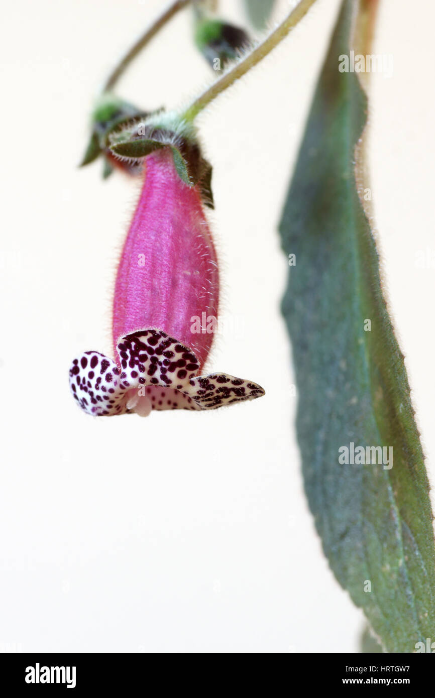 Kohleria 'Blackberry Butterfly' Stock Photo