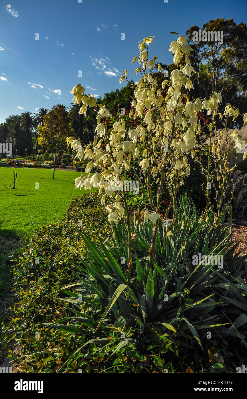 Flowers in the Botanical garden of Melbourne Stock Photo Alamy