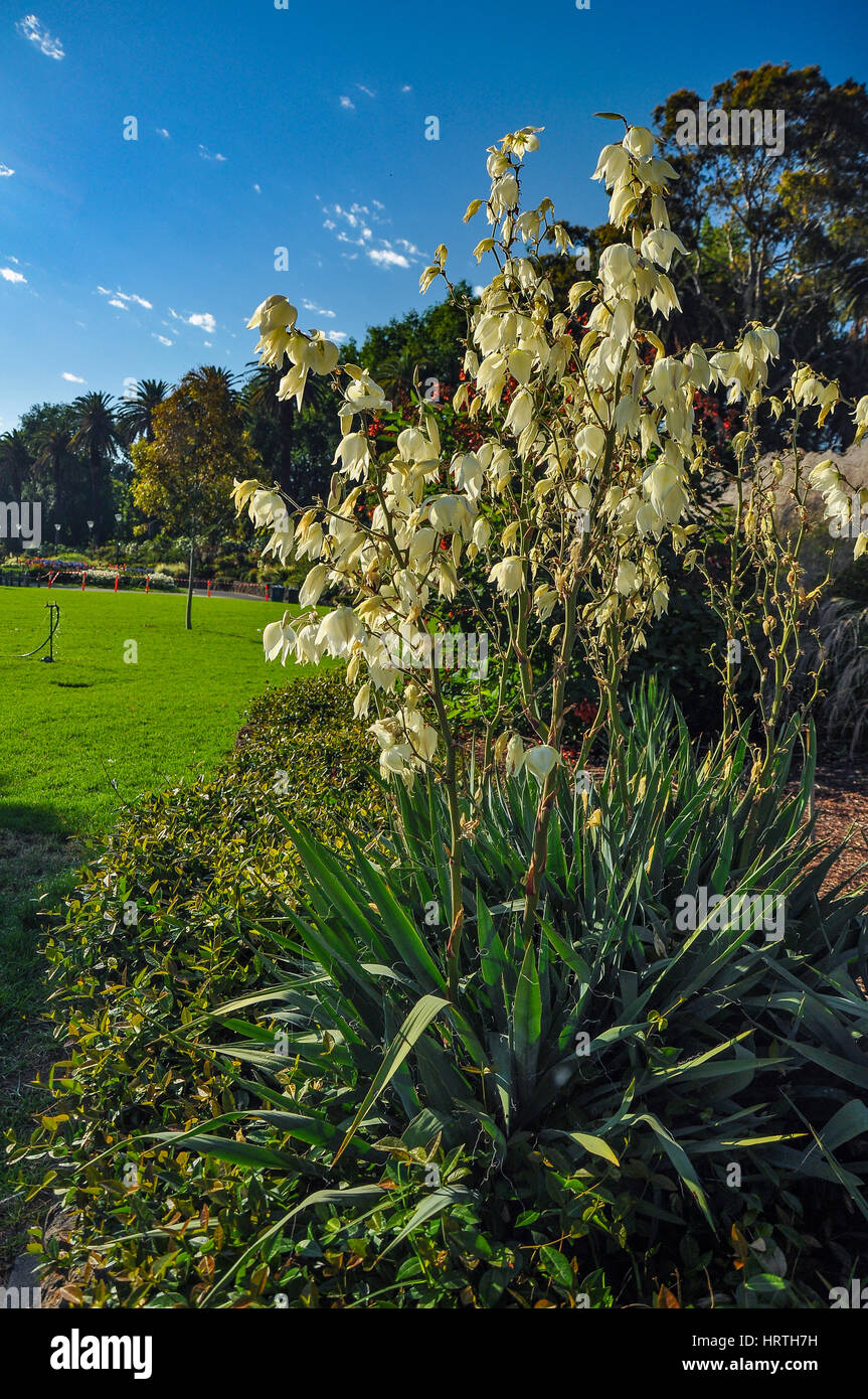 Flowers in the Botanical garden of Melbourne Stock Photo Alamy