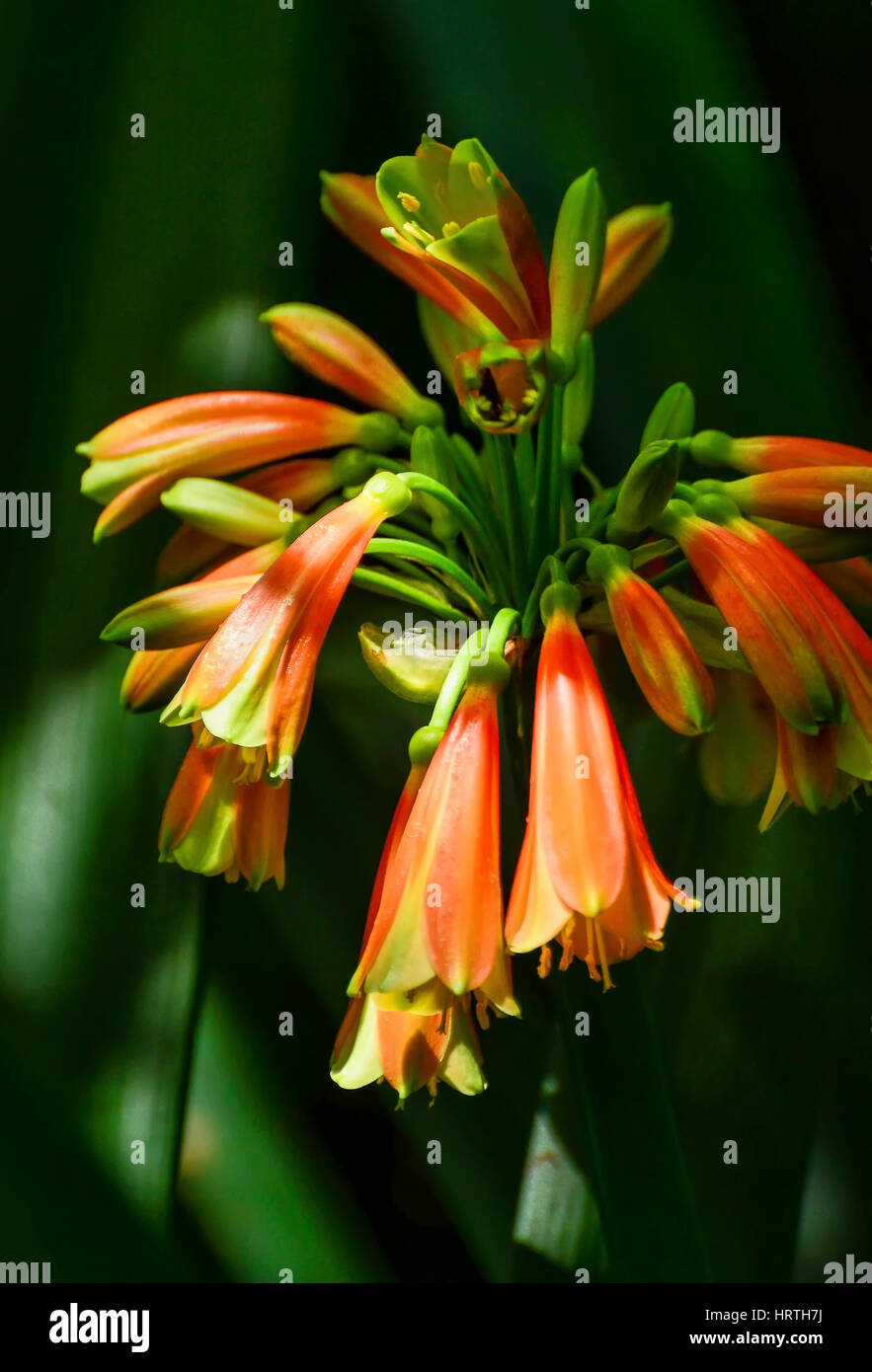 Flowers in the Botanical garden of Melbourne Stock Photo Alamy