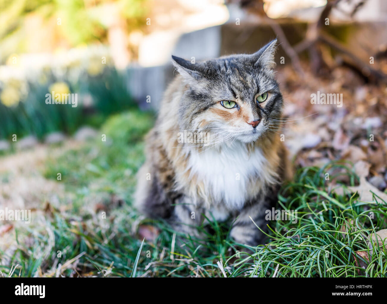 Closeup portrait of calico maine coon cat with green eyes Stock Photo ...