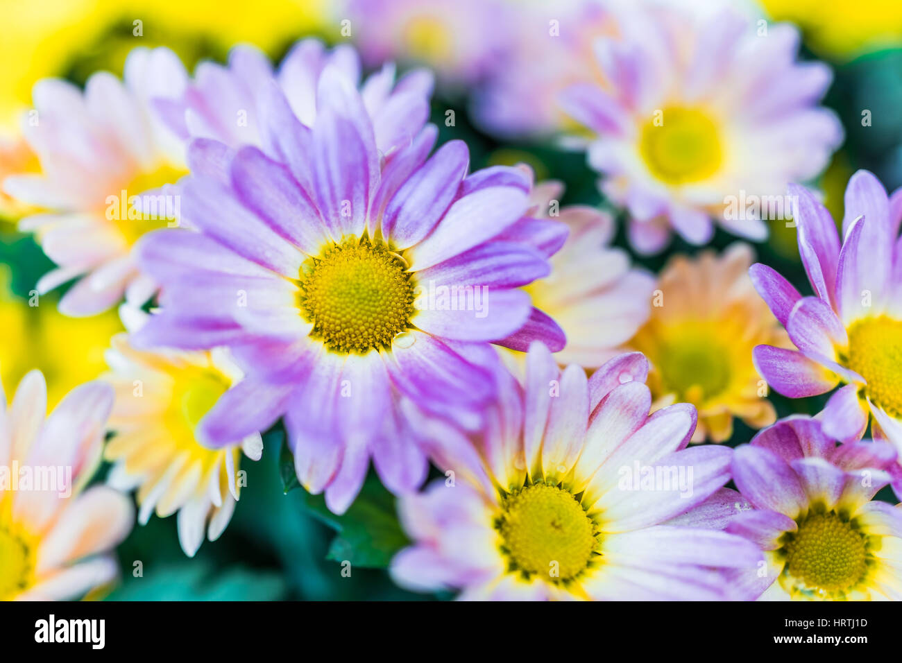 Purple daisy bouquet with yellow center Stock Photo Alamy