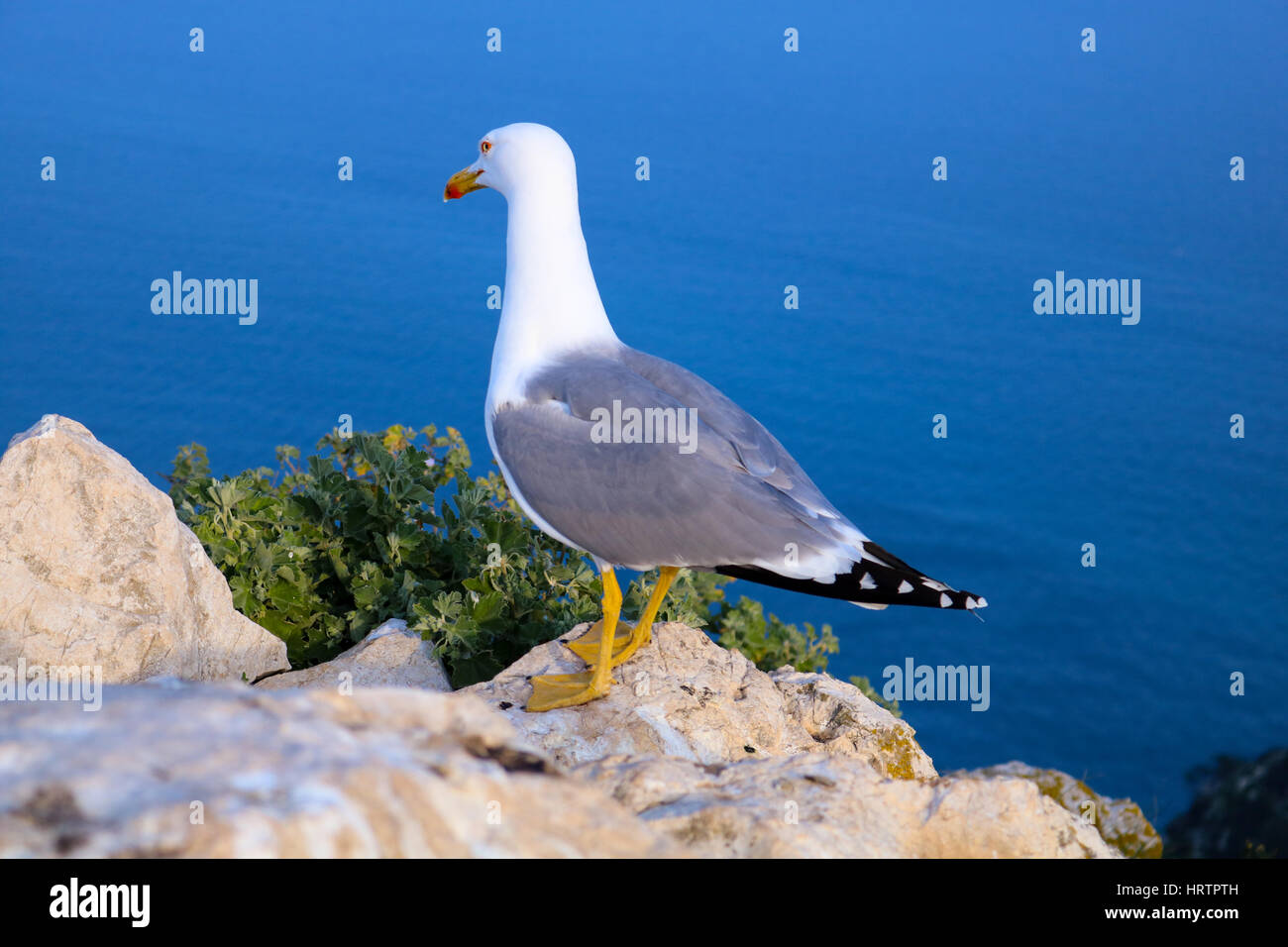 Seagulls of the Ifach, Calpe, Spain Stock Photo - Alamy