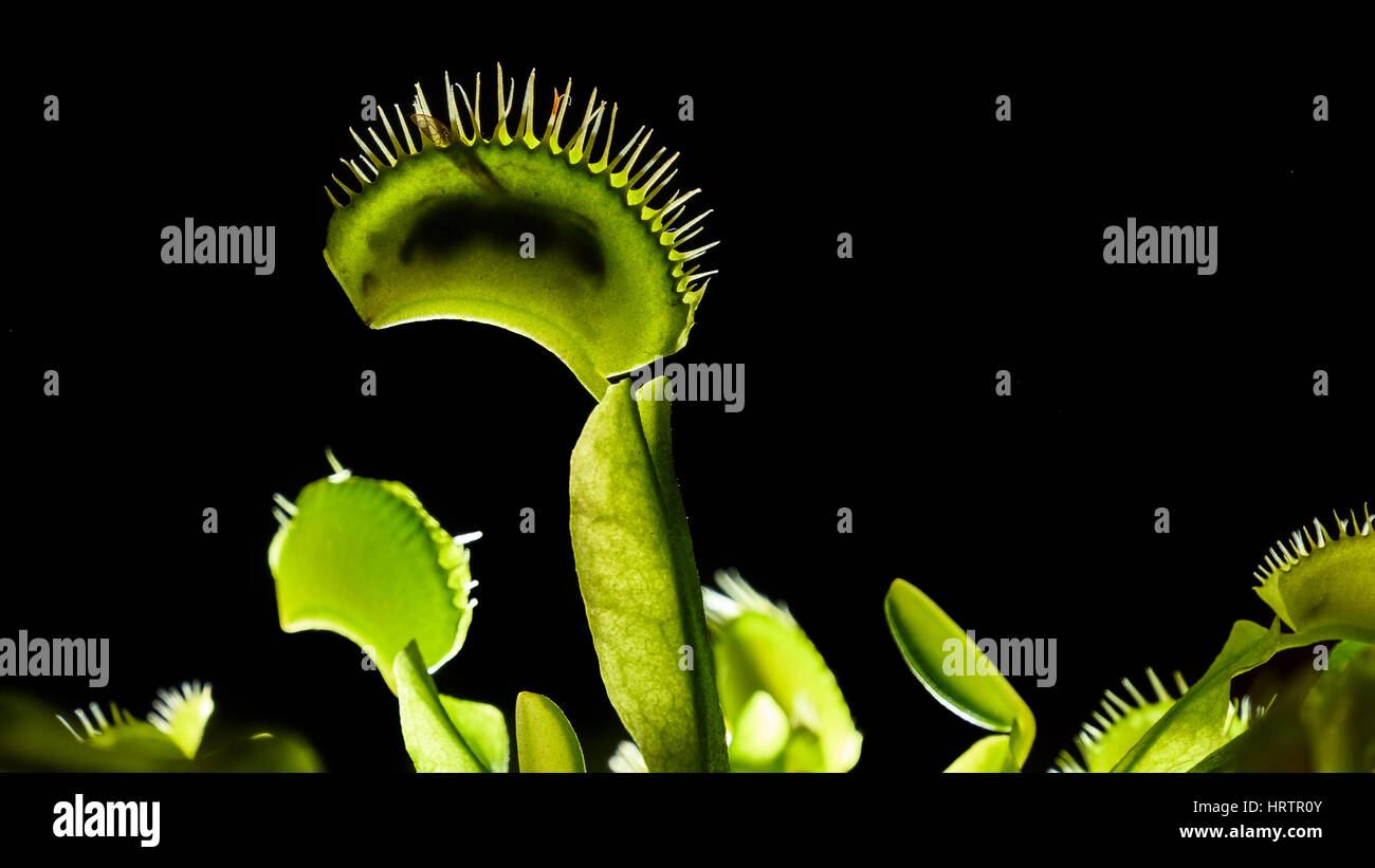 A Venus Flytrap, or dionaea muscipula, caught an insect - black background Stock Photo