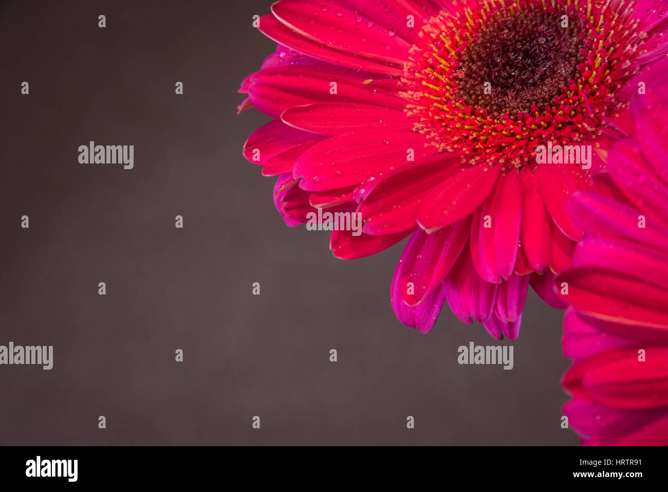 Closeup of a beautiful bright pink gerbera daisy flower in the dark background Stock Photo