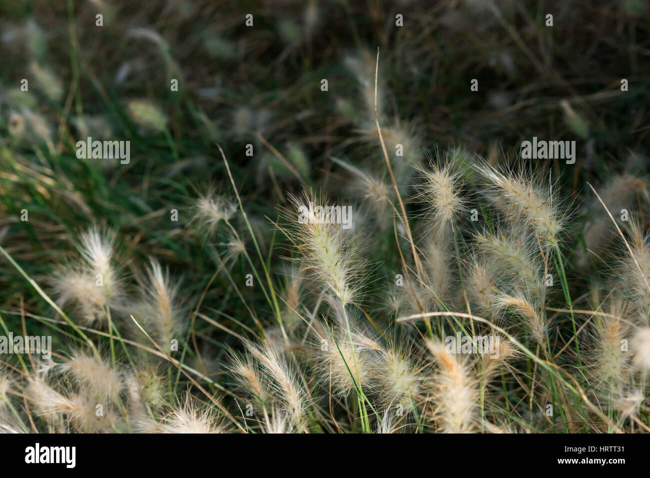 Fluffy dwarf burgundy bunny fountain grass in a park Spain, green grass in the background, closeup, delicate, wallpaper template Stock Photo