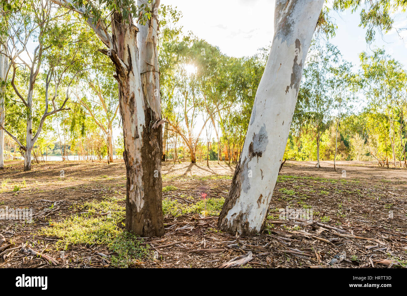 Eucalyptus or gum trees in Queensland, Australia by the banks of the Burdekin River Stock Photo