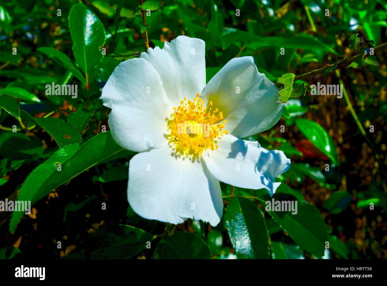 Close up of a white Confederate Rose blooming on a warm spring day in a forest. Stock Photo