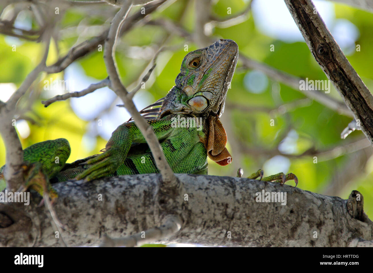 Lizard in Key West Florida Stock Photo