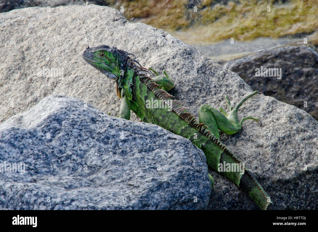 Lizard in Key West Florida Stock Photo