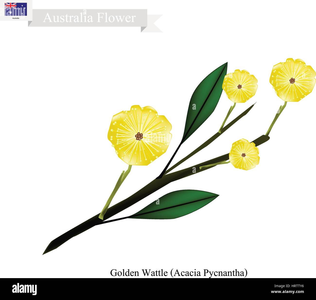 Australia Flower, Illustration of Golden Wattle Flowers or Acacia Pycnantha Blossom. The National Flower of Australia. Stock Vector