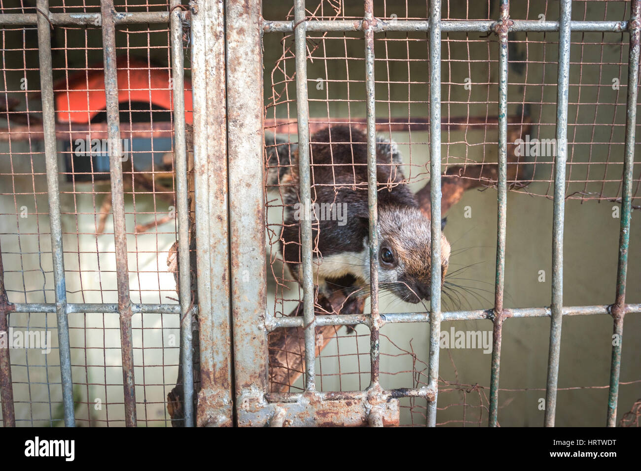 A cream-coloured giant squirrel (Ratufa affinis) inside cage. Stock Photo