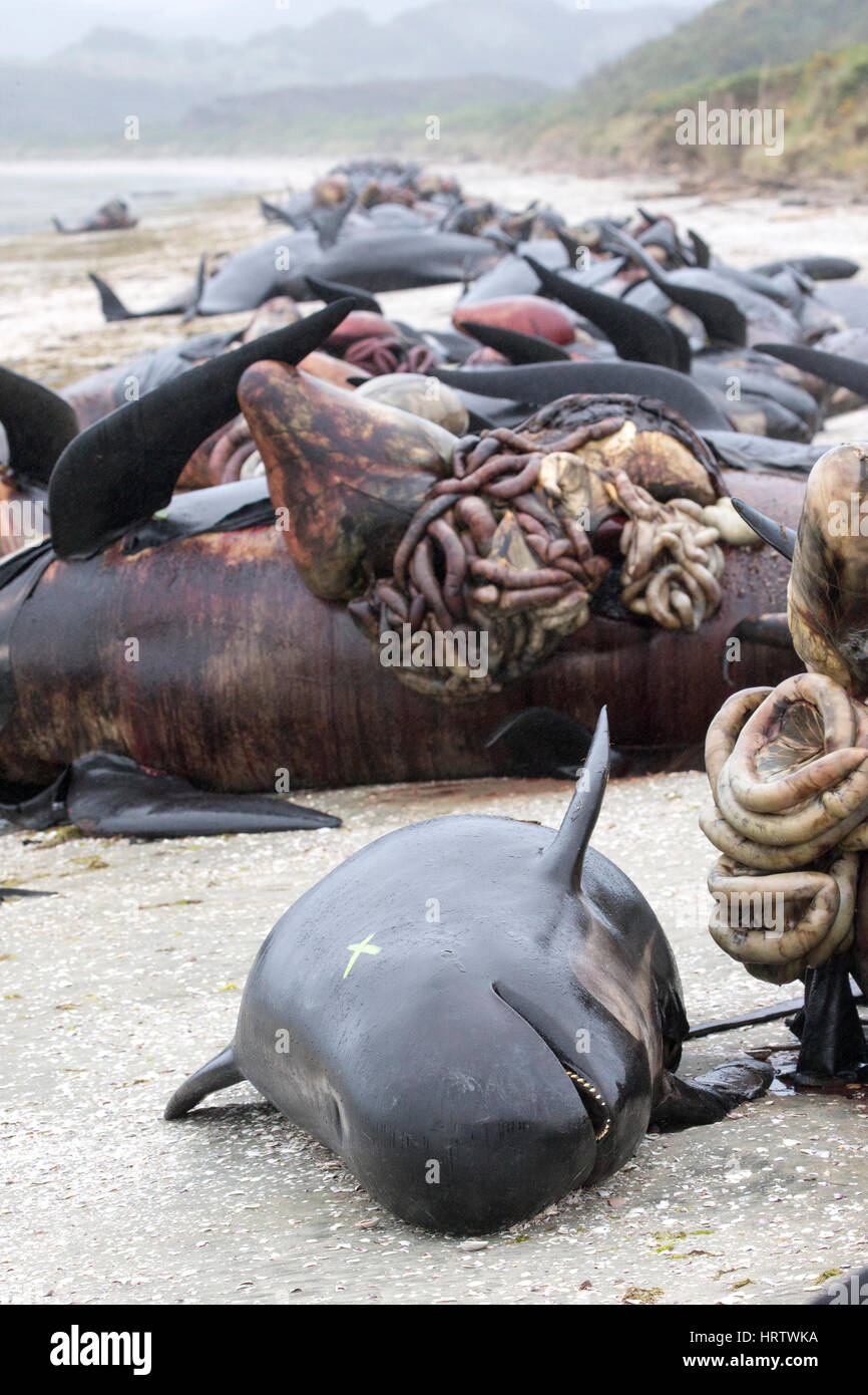 Dead pilot whales during a whale stranding on Farewell Spit in New  Zealand's South Island Stock Photo - Alamy