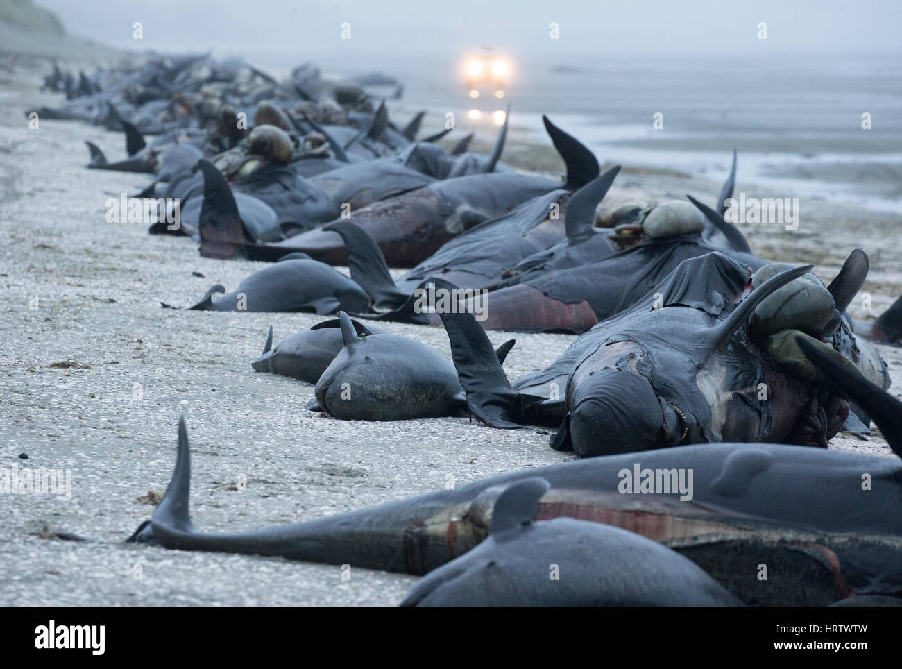 Dead pilot whales during a whale stranding on Farewell Spit in New  Zealand's South Island Stock Photo - Alamy