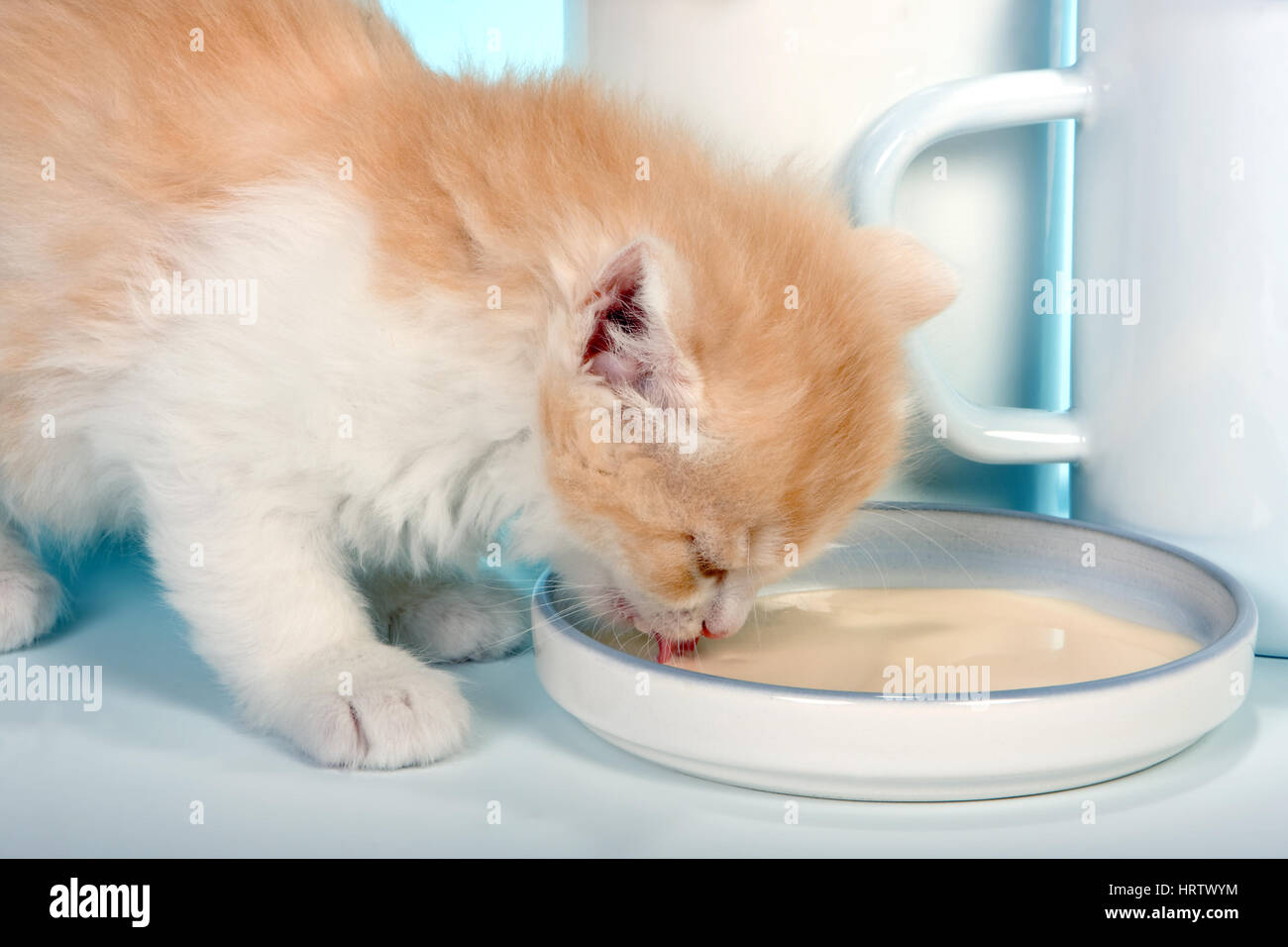 Six weeks old kitten licking cat milk Stock Photo Alamy