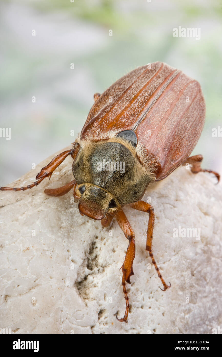 Nice maybug beetle on a grey boulder Stock Photo