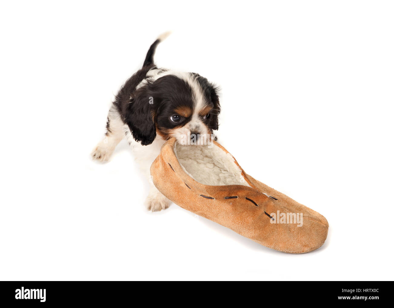 King Charles puppy dog playing with an old slipper Stock Photo