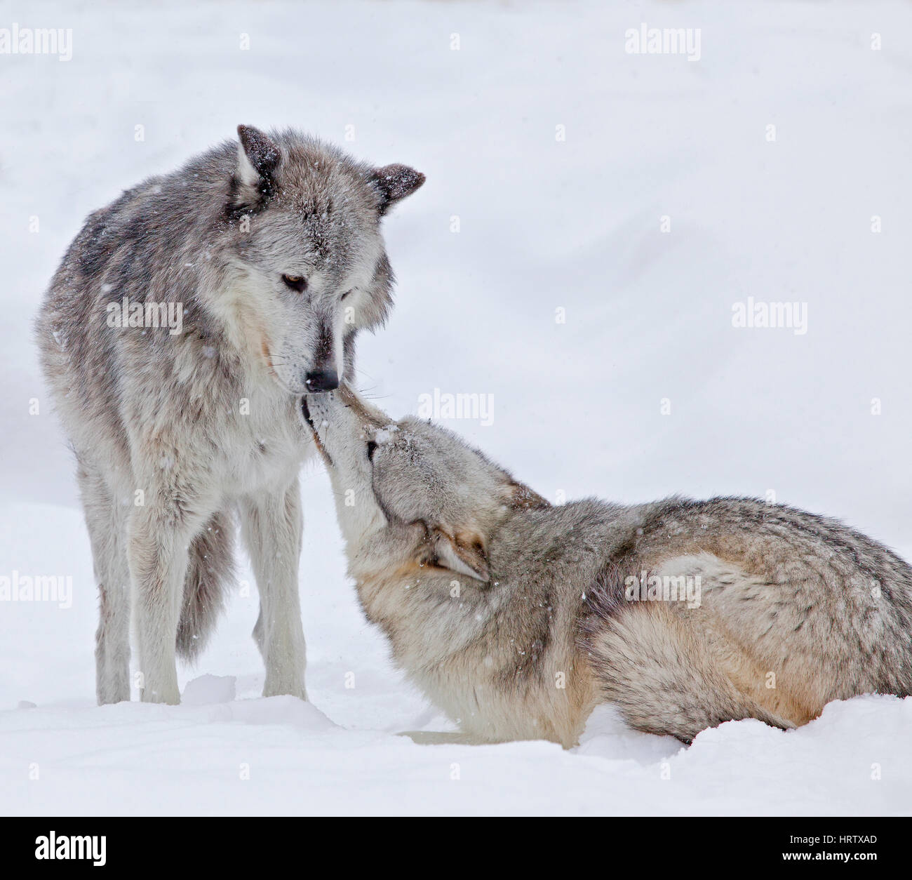 Grey Wolves at West Yellowstone, Montana, USA Stock Photo