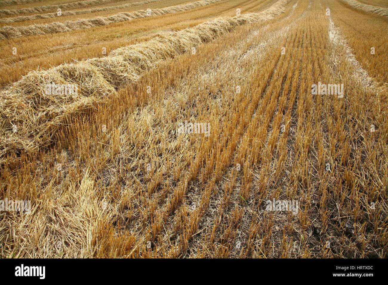 Field in the summer after harvest Stock Photo - Alamy