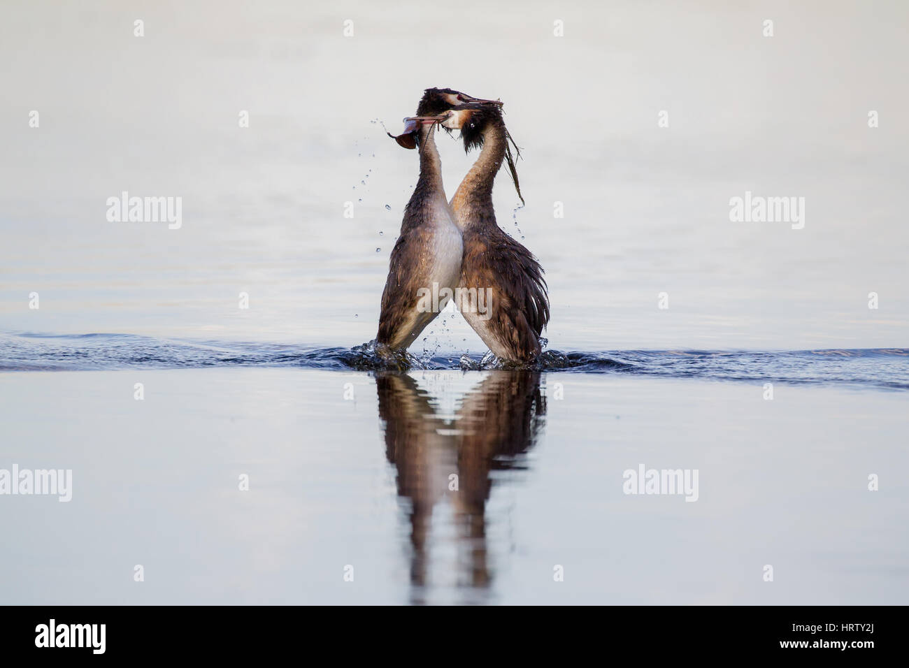 Great Crested Grebes Courtship Stock Photo
