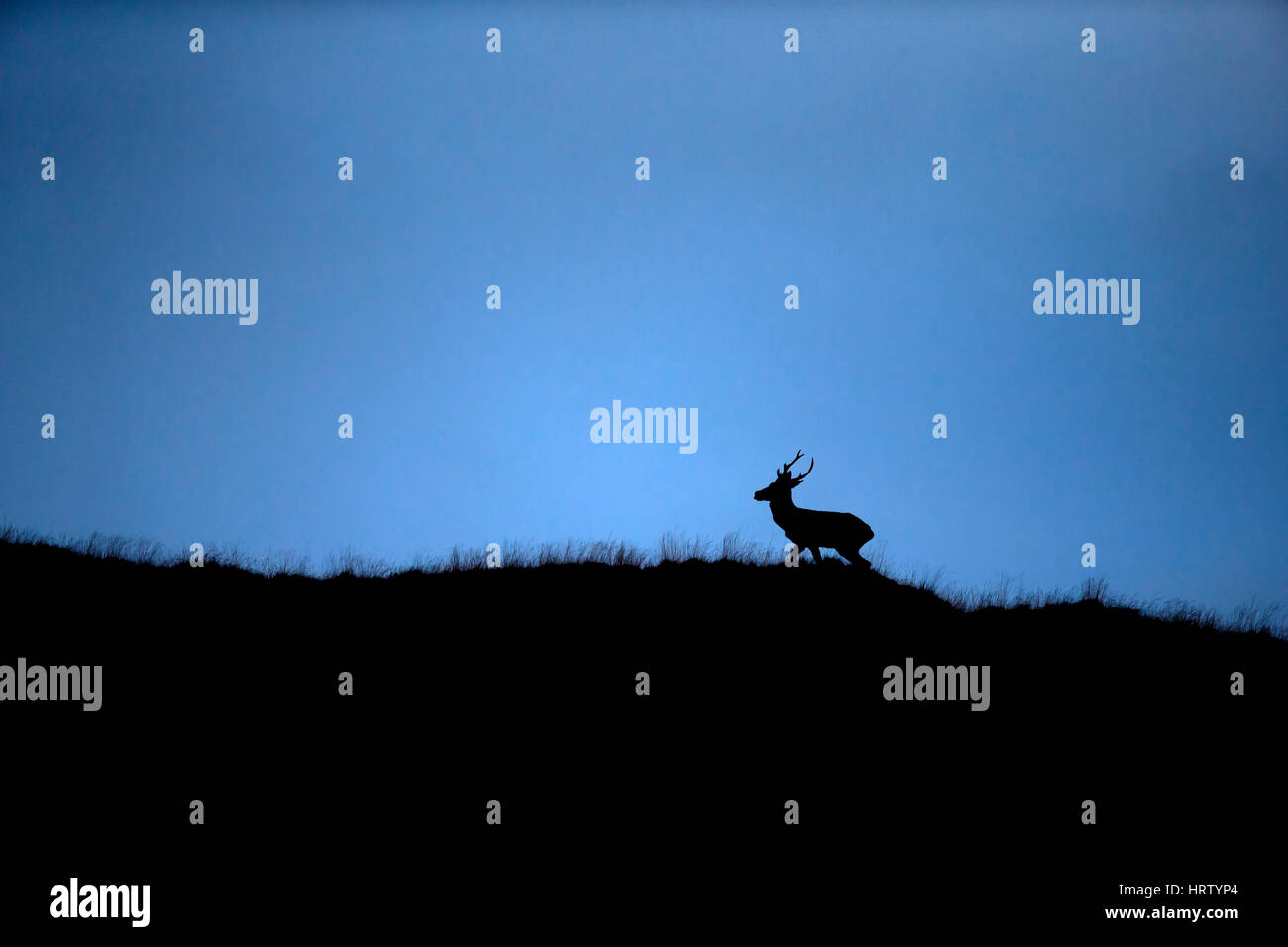 Red Deer (Cervus elaphus), male, dusk, silhouette, Ticino, Switzerland Stock Photo