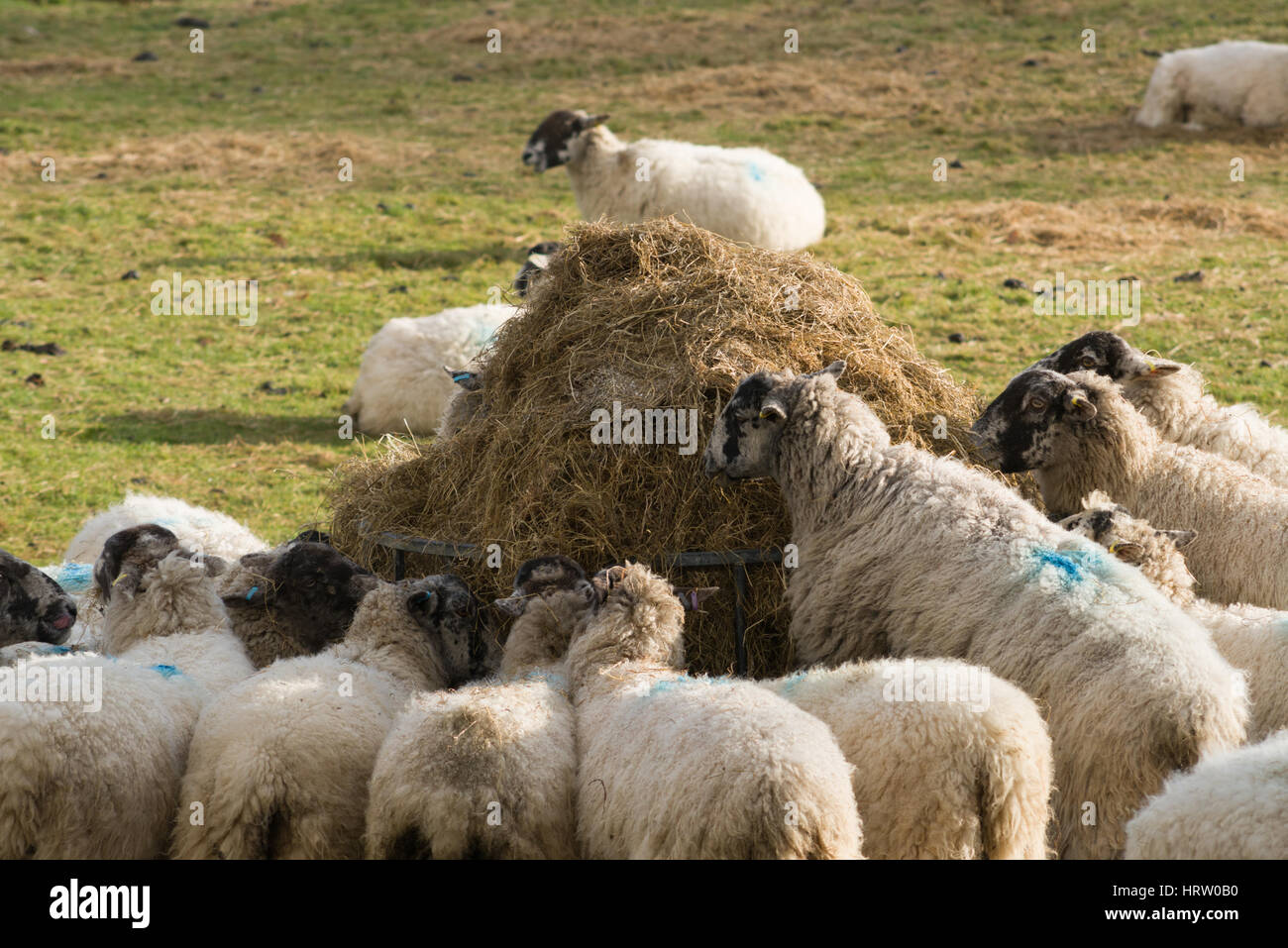Sheep Gather To Feed Around A Hay Feeder Saintbury The Cotswolds