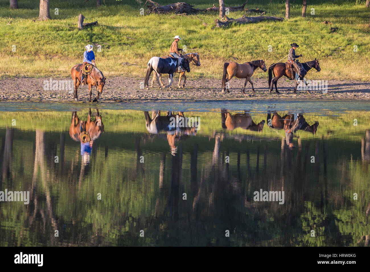 Cowhands Ranch cowhands with horses at pond on ranch Stock Photo - Alamy