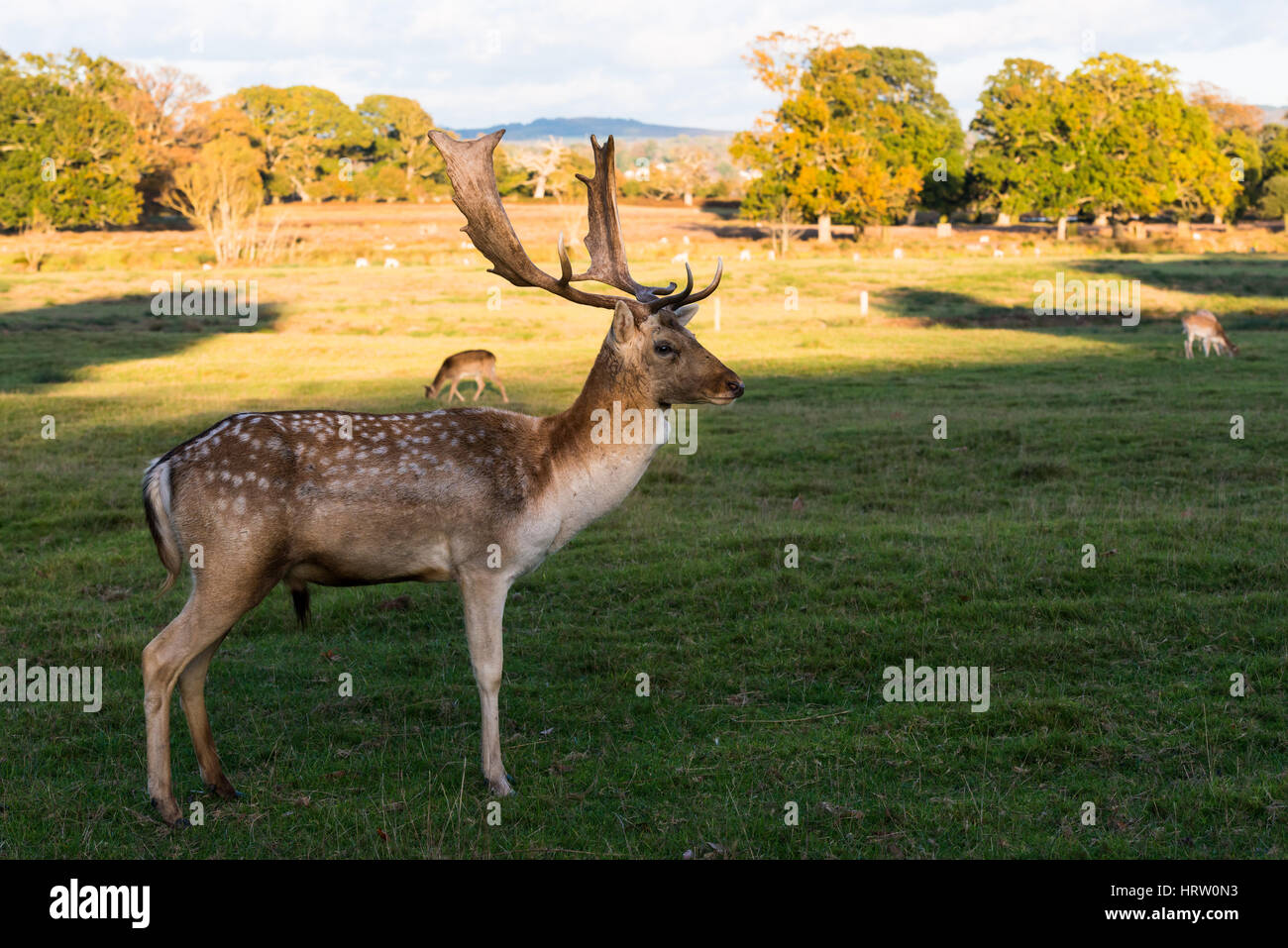 Fallow deer at Powderham Castle, Devon, England. Stock Photo