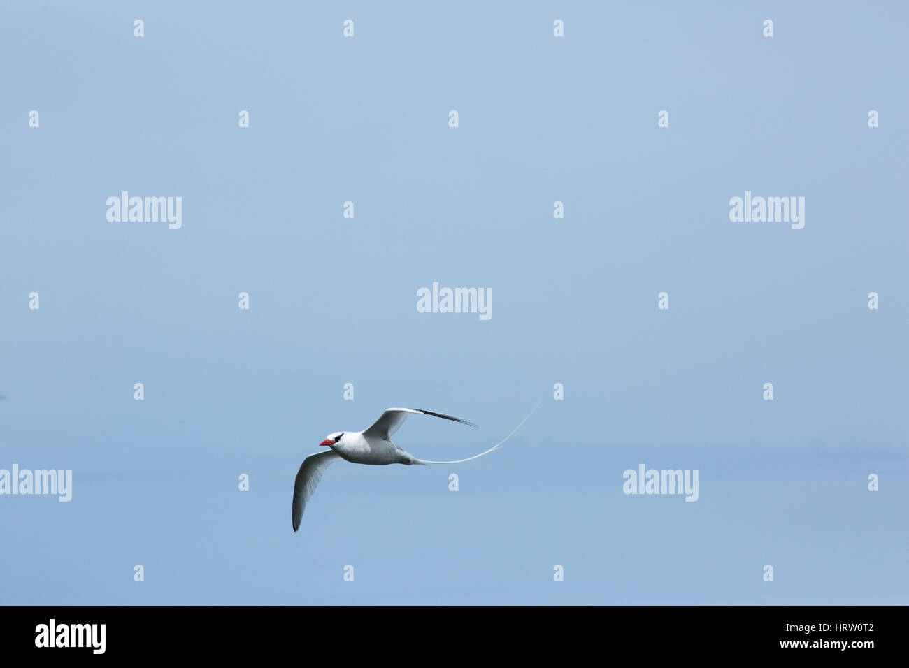 Red-billed Tropicbird (Phaethon aethereus). Flying Little Tobago Island. Southern Caribbean Islands. West Indies. Stock Photo