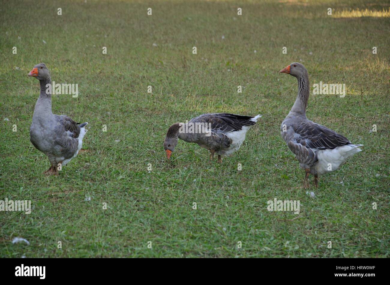 Oies High Resolution Stock Photography and Images - Alamy