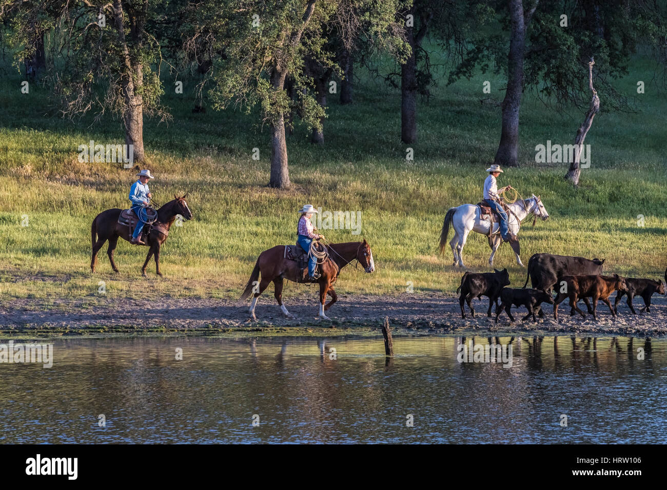 Cowhands Ranch cowhands with cows at pond on ranch Stock Photo - Alamy