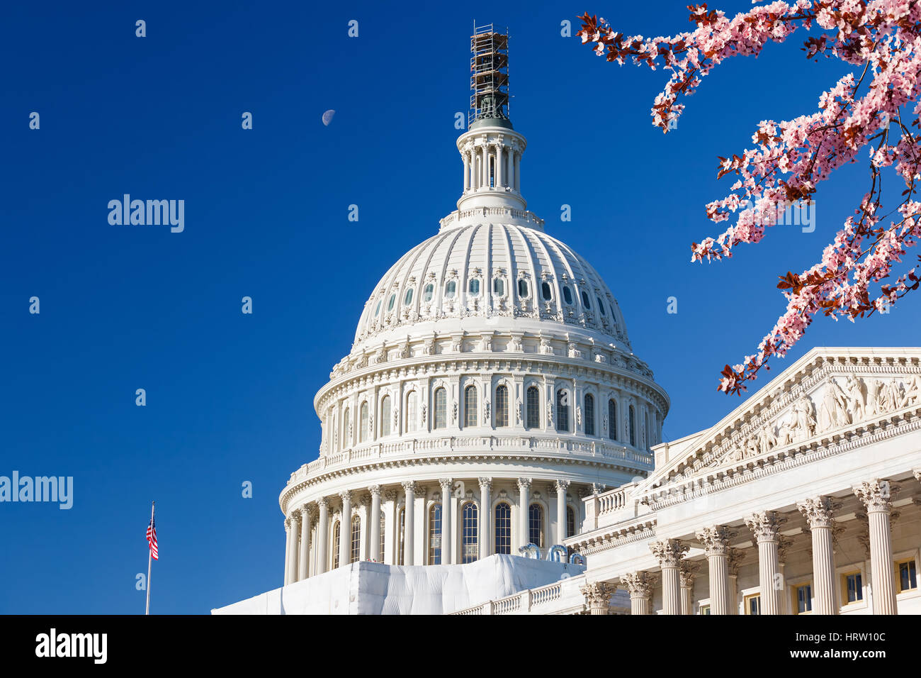 US Capitol over blue sky with blooming cherry on foregraund Stock Photo
