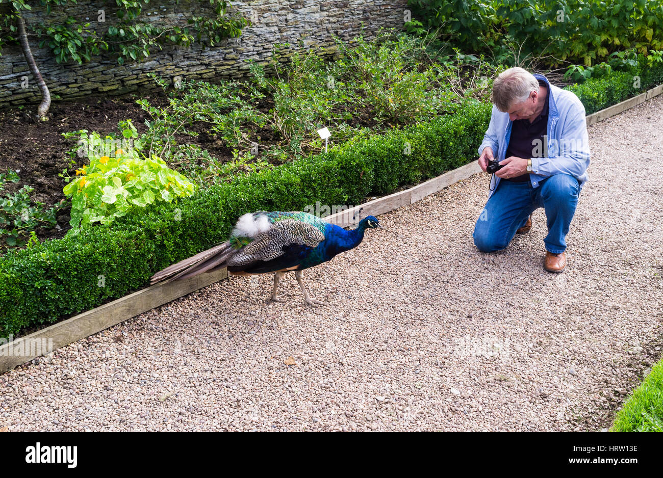 A male tries to take a photo of a friendly peacock in a garden In Devon, UK. Stock Photo