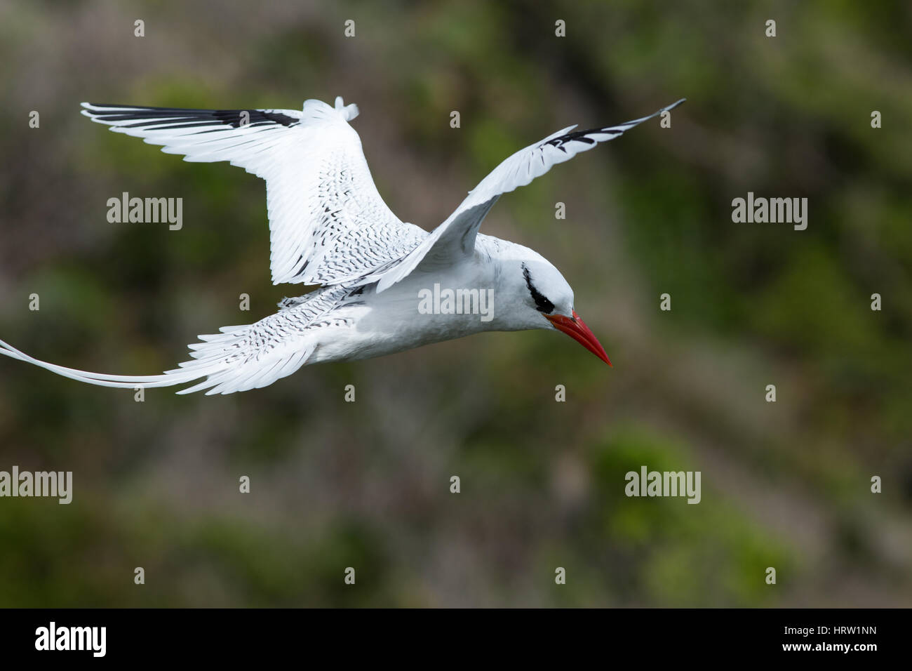 Red-billed Tropicbird (Phaethon aetherus). Adult  Little Tobago. Southern Caribbean. West Indies. February. Stock Photo
