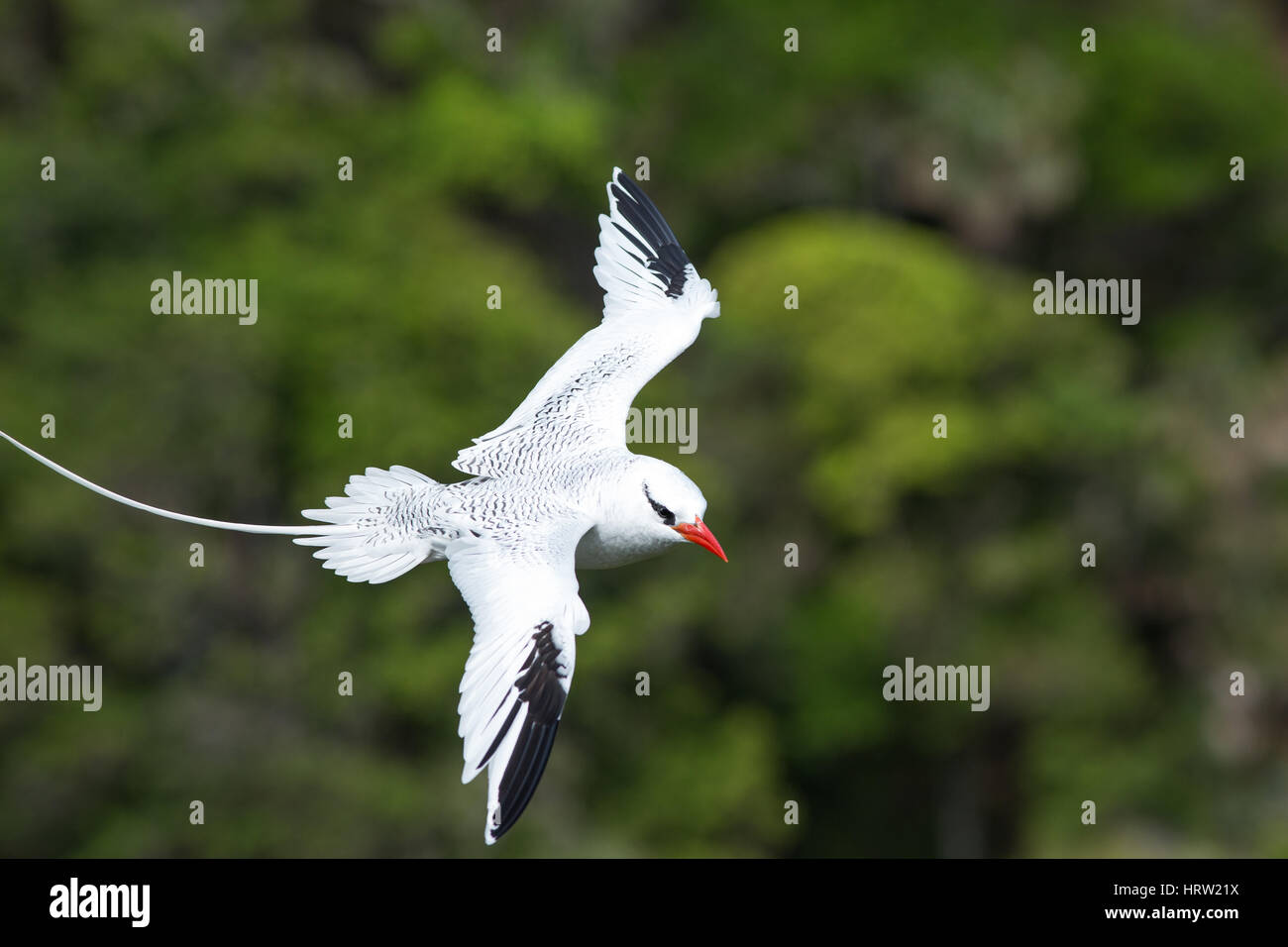 Red-billed Tropicbird (Phaethon aetherus). Adult.  Little Tobago. Southern Caribbean. West Indies. February. Stock Photo
