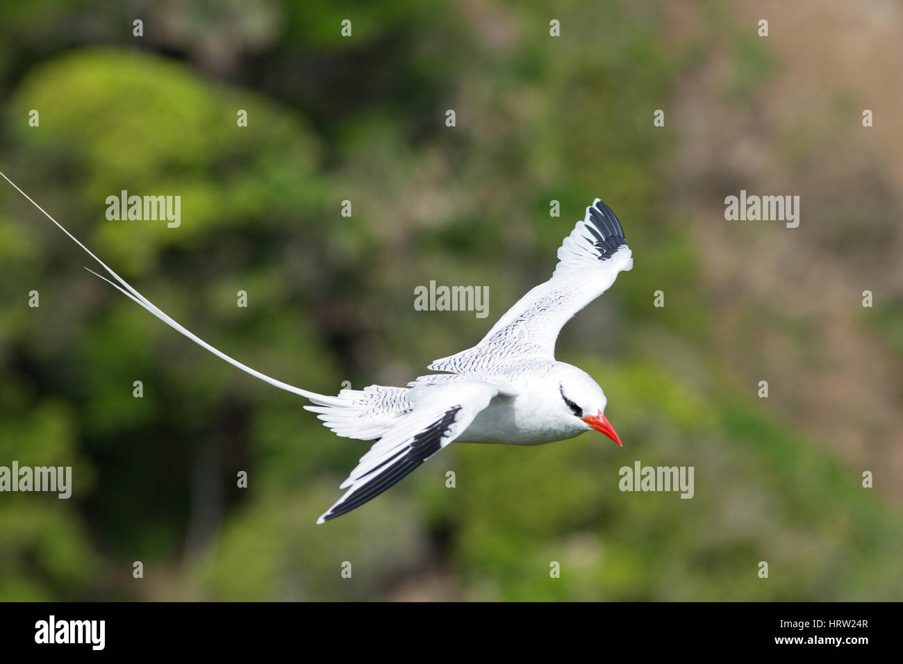 Red-billed Tropicbird (Phaethon aethereus). Adult in flight. Little Tobago. Trinidad and Tobago. Caribbean. February. Stock Photo