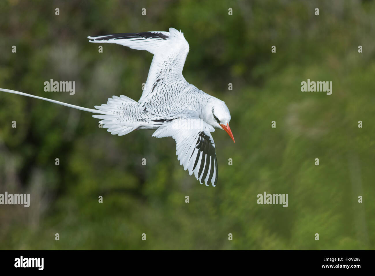 Red-billed Tropicbird (Phaethon aethereus). Flight manoeruvre whilst negotiating wind updraft  from cliffs below. Little Tobago. Trinidad. Caribbean.  Stock Photo