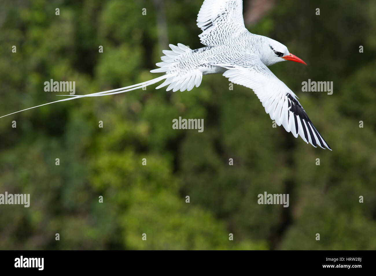 Red-billed Tropicbird (Phaethon aetherus). Adult, showing plumage vermiculations on dorsal surfaces and black leading edges to the end primary flight  Stock Photo