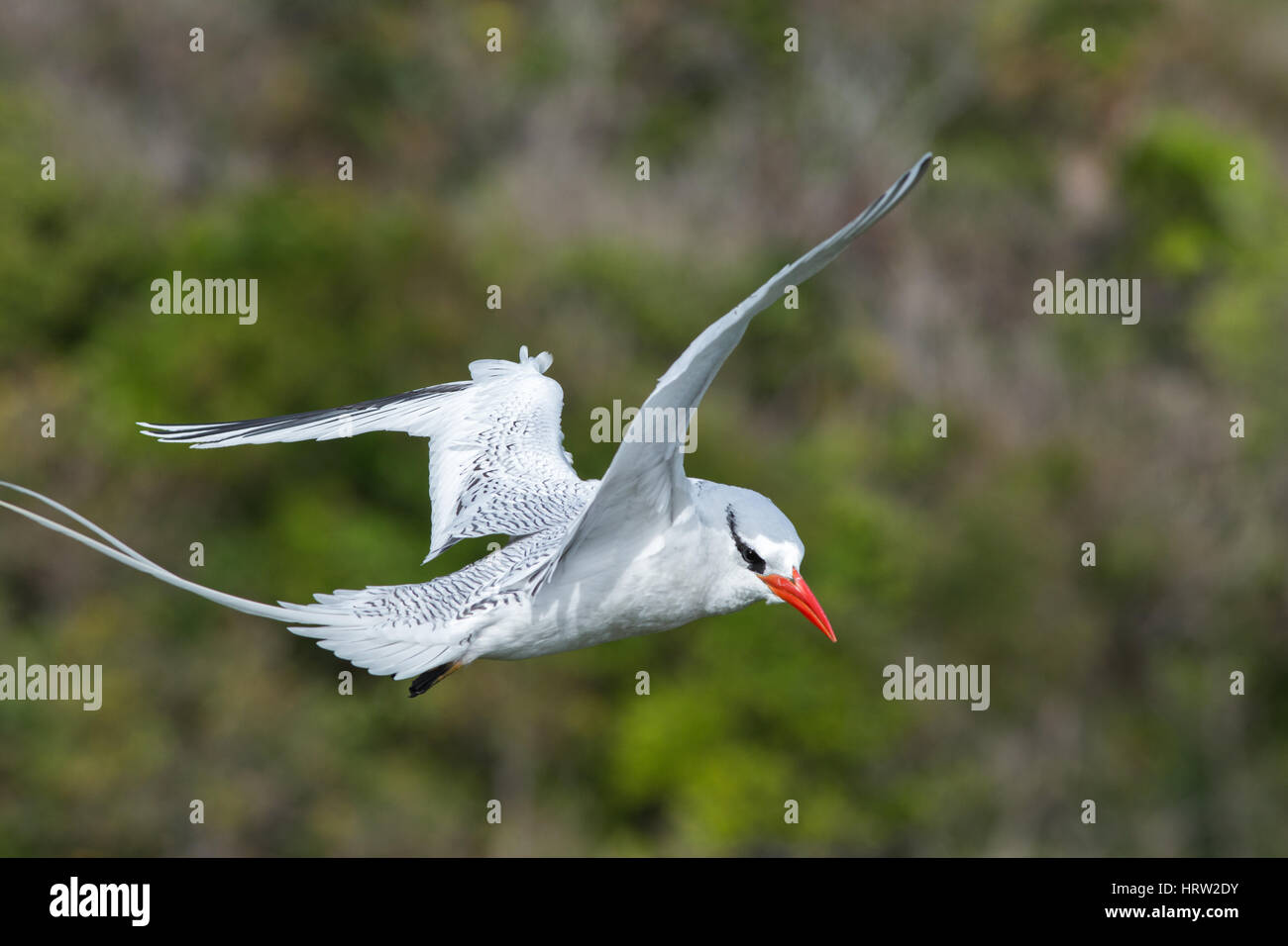 Red-billed Tropicbird (Phaethon aethereus). Flying into the wind against a backdrop of Little Tobago Island cliffs. Southern Caribbean Islands. West I Stock Photo