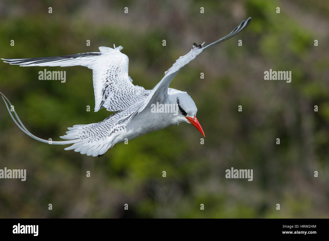Red-billed Tropicbird (Phaethon aethereus). Adult incubating an egg, nest on the ground. February. Little Tobago Island.  Tobago and Trinidad. Caribbe Stock Photo