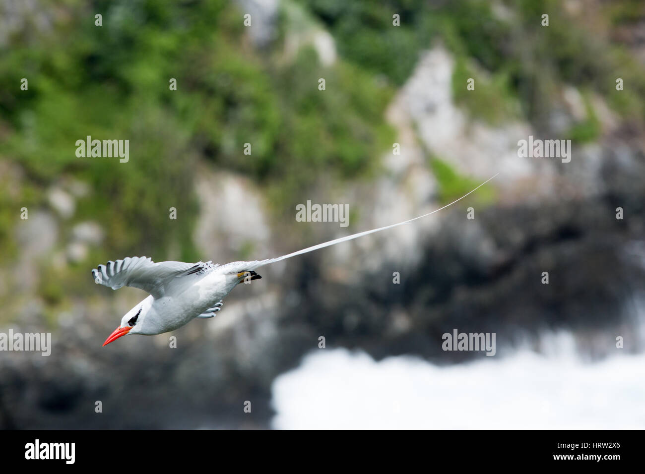 Red-billed Tropicbird (Phaethon aethereus). Adult  February. Little Tobago Island.  Tobago and Trinidad. Caribbean. West Indiea. WI Stock Photo
